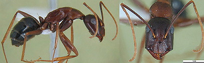 {Camponotus sylvaticus minor}