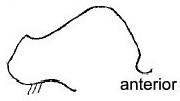 {Cataglyphis congolensis petiole node}