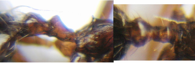 {Pheidole laticeps minor pedicel}