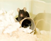 Mouse with bedding and play tube