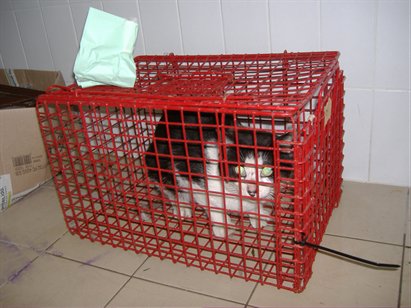 feral cat in crush cage