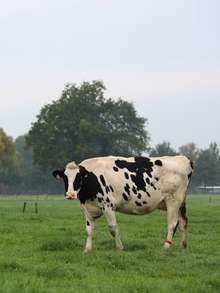 Dairy cow in a field looking towards the camera
