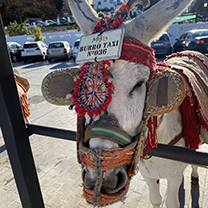 A donkey in colourful Spanish tack stands in a square wearing a sign reading 'Burro Taxi'