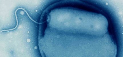 Research reveals how bacterial predators kill other bugs without killing themselves