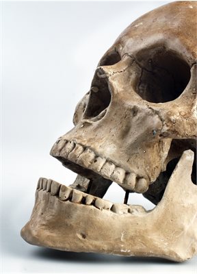 anatomy-bone-cranium-46510