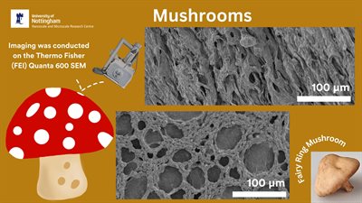 Utm November 2023 Mushrooms