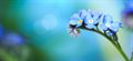 Forget-me-not: Scientists pinpoint memory mechanism in plants