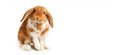 Cutest rabbit survey launched to inform safer breeding
