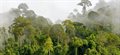Scientists discover, climb and describe the world's tallest tropical tree