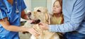 New guidance for vets launched to 'Keep Britain's Pets Healthy'