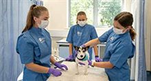 Back on campus – University of Nottingham vet students resume face-to-face learning