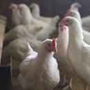 Nottingham scientists help to battle bird flu outbreaks in UK