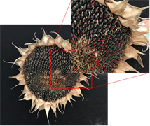 sunflower with lines showing imaging
