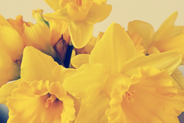 A close up image of a bunch of beautiful yellow spring daffodils