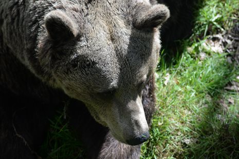 Photograph of a large brown bear with grass behind.