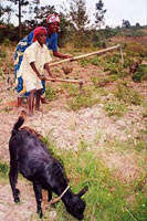 A Rwandan woman and a little boy tilling the ground