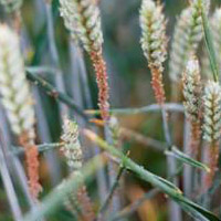 Wheat infested with aphids