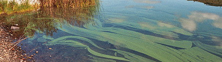 Cyanobacterial bloom on Esthwaite Water in the Lake District