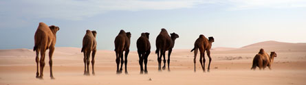 Camels-PR