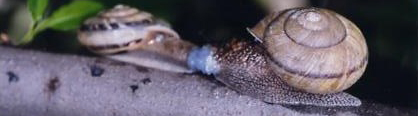 mating snails pr