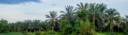 Palm farm 445 x 124