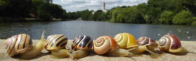 Snail colours