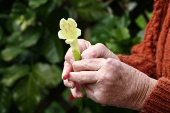 RA-flower-hands