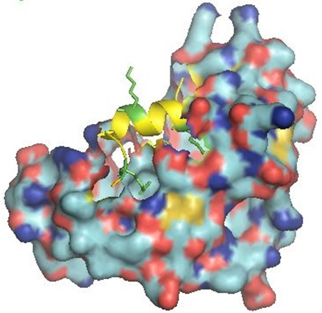 Crystal structure of the KAT6A/MOZ Double PHD finger domain in complex with the Histone H3 tail acetylated at Lysine 14