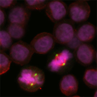 An activated kinase localises to spindle poles in mitotic cells