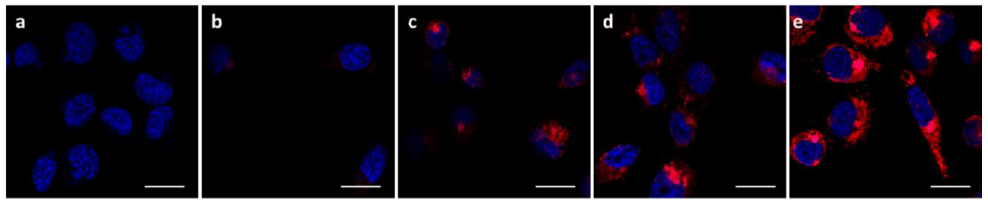 Microscopy images show delivery of RNA