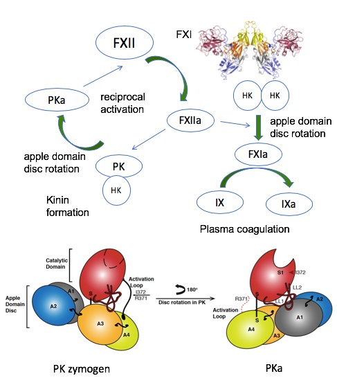 The figure shows the contact activation system that can trigger both plasma coagulation via the intrinsic pathway (via Factor XI) and the inflammation via bradykinin release