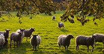 Sheep flock-area