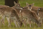 New partnership to promote Britain's wild venison