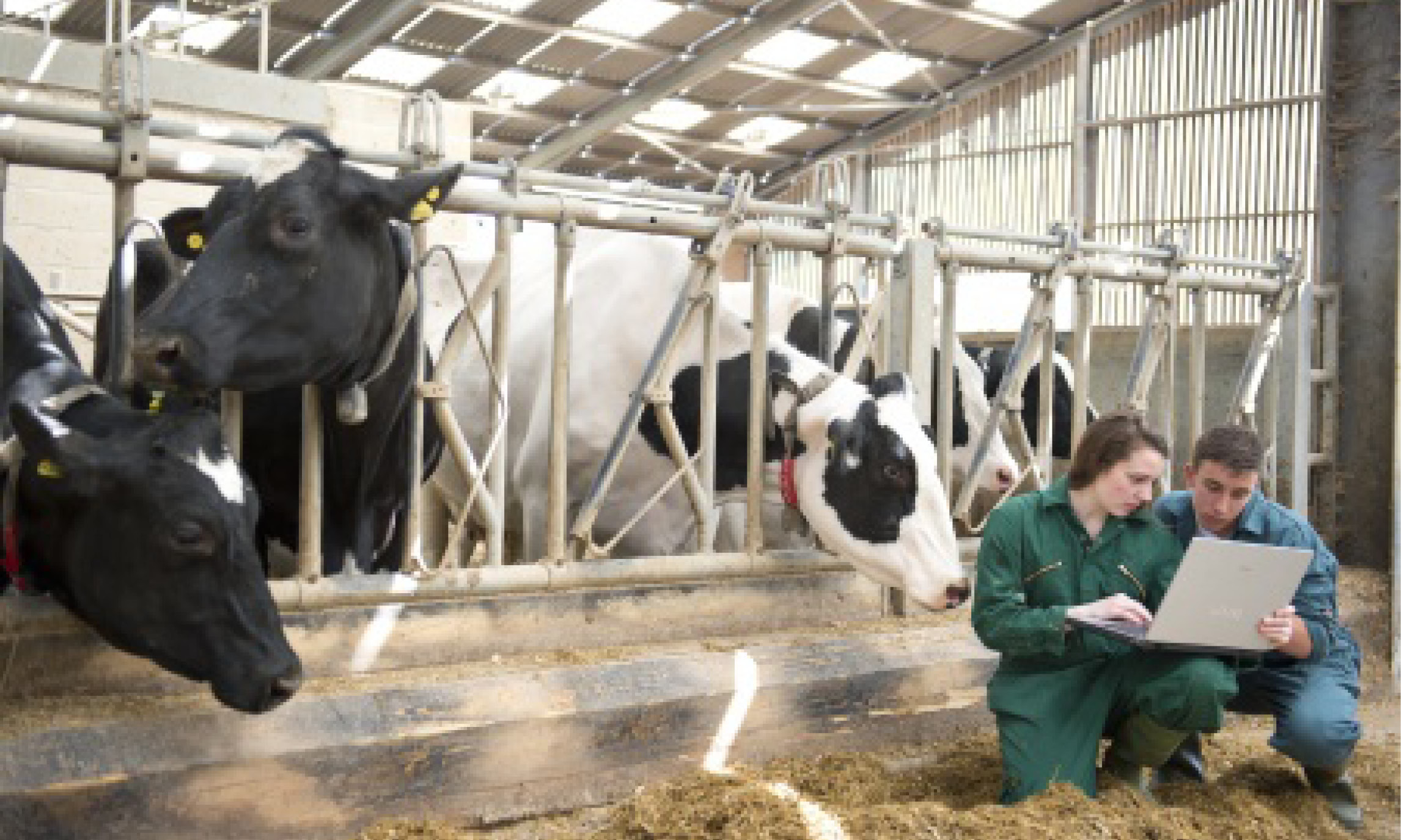 Image of dairy cows and students