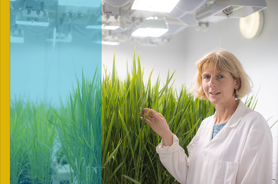 Female researcher with wheat crop