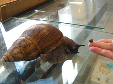 Achatina achatina snail and baby