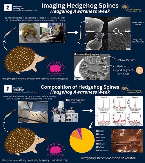 Hedgehog Awareness Week Poster