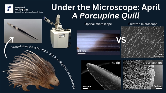 Under the Microscope April_Porcupine Quill