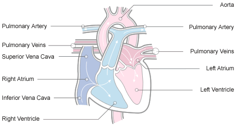arteries of heart diagram. Diagram of the heart showing