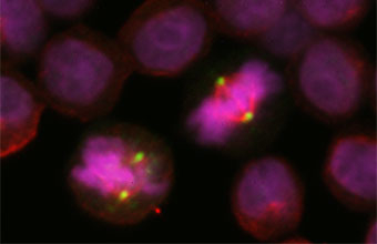 Green and pink mitotic cells.