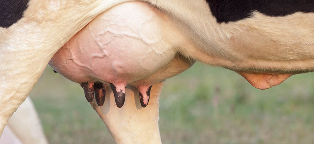 Holstein cow big udder full of milk