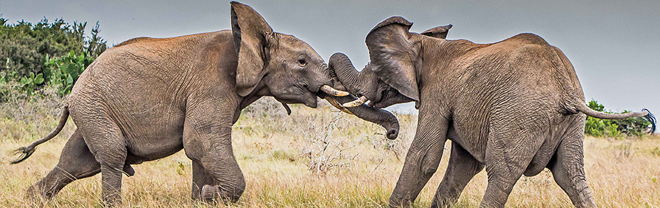 Two elephants battling - image by Bill Atwell