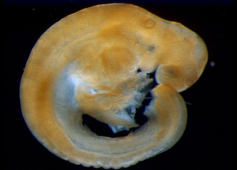 Pig embryo