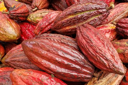 Cocoa beans that are red, orange and yellow in colour.