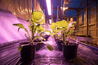 Brassica rapa growing under lights
