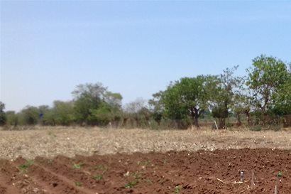 Red soil with small seedlings growing, trees in distance