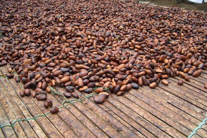 Cocoa pods scattered on wooden boards