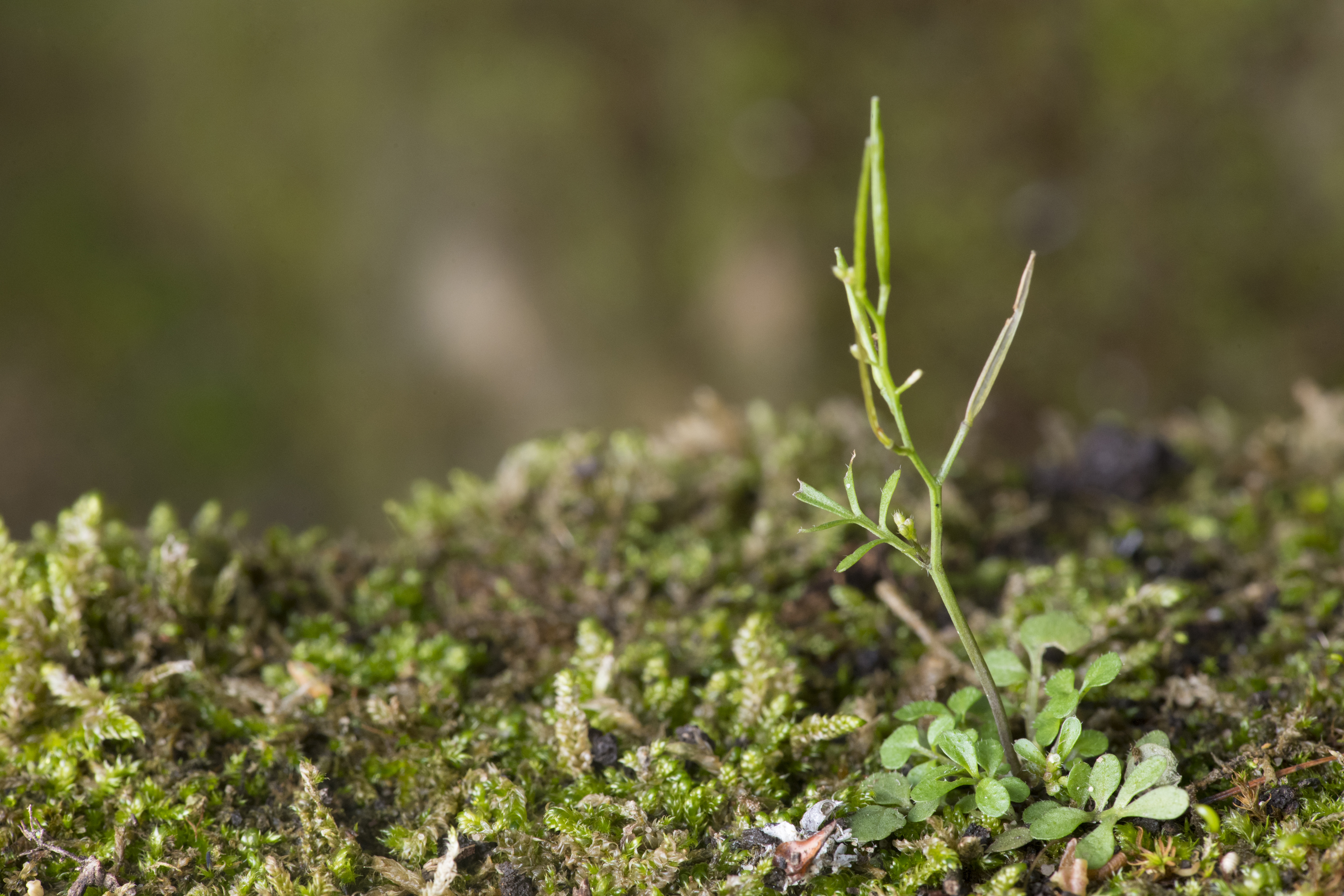 Small plant shoot growing among moss