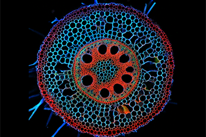 Cross section of a maize root