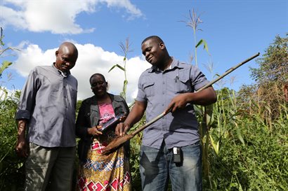 Three people standing in a maize field inspecting the soil